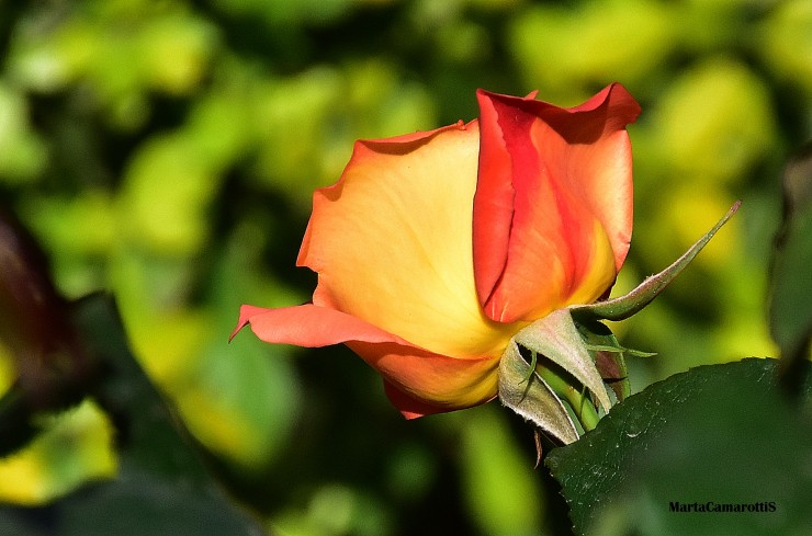 Foto 5/Simplemente una rosa