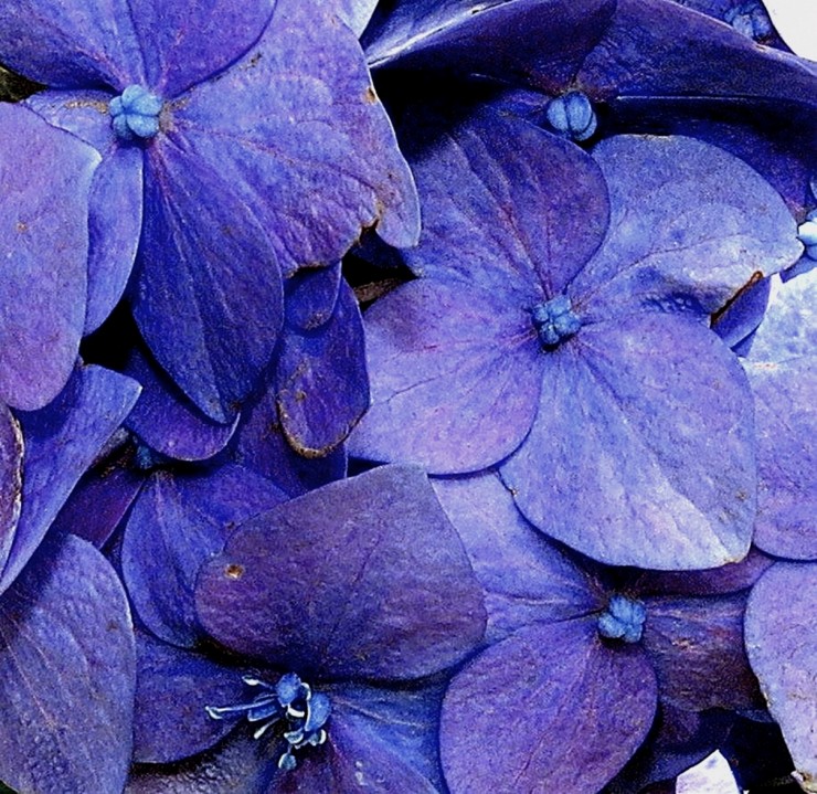 Foto 1/Entre violeta y azul