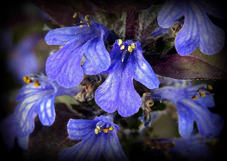 Foto 2/Entre violeta y azul