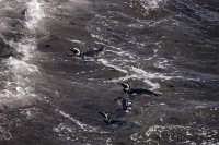 Pinginos al agua
