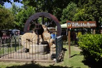 Villa Las Rosa, su plaza, su rosa