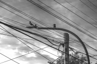 De Aves y Cables