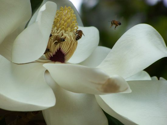 "Magnolia con abejas" de Carmen Nievas