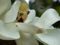Magnolia con abejas
