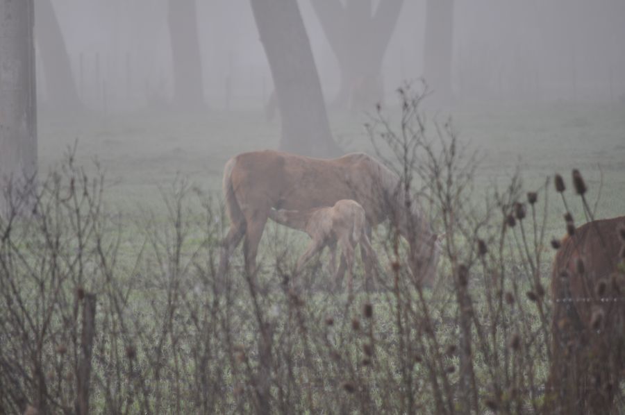 FotoRevista / Convocatoria Mensual / Niebla