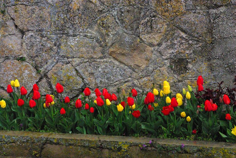"Tulipanes en Vivar" de Felipe Martnez Prez