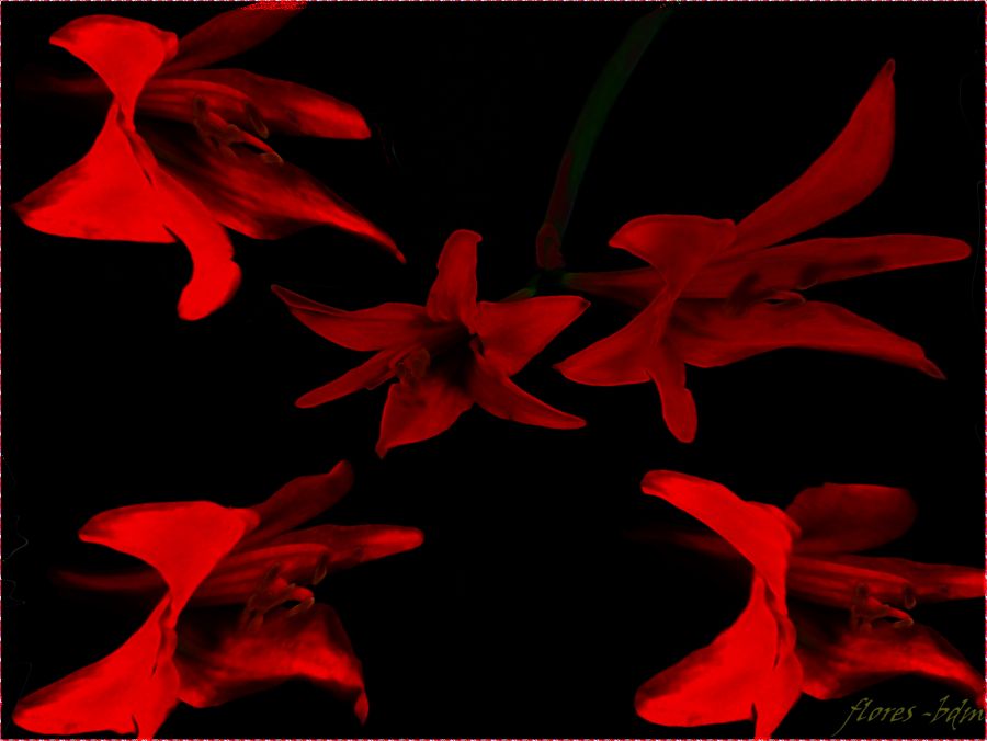 "flores rojas" de Beatriz Di Marzio
