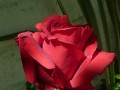 simplemente una rosa