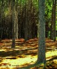bosques de pinos