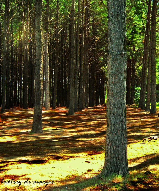 "bosques de pinos" de Beatriz Di Marzio