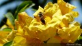 La labor de la abeja