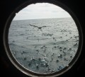 aves de alta mar