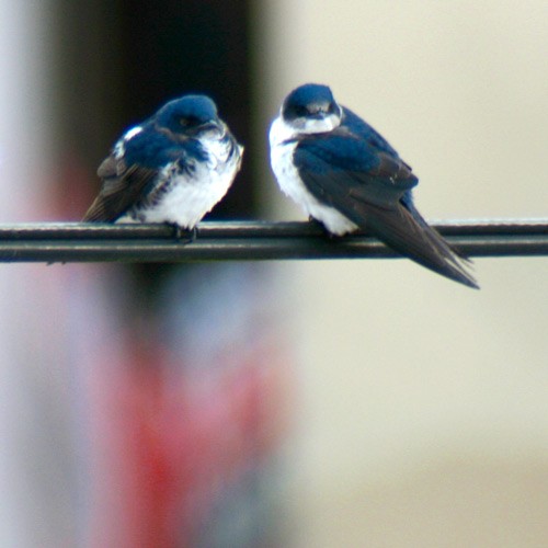 FotoRevista / Convocatoria Mensual / Aves