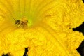 Empacho de polen