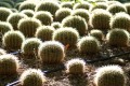 jardn de cactus
