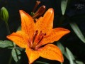 Flor del irihuau