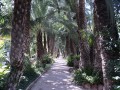 camino de palmeras
