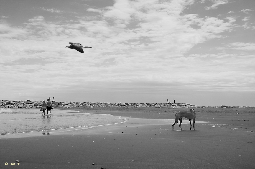 "Playa para perros" de Hctor Martn Tabuyo