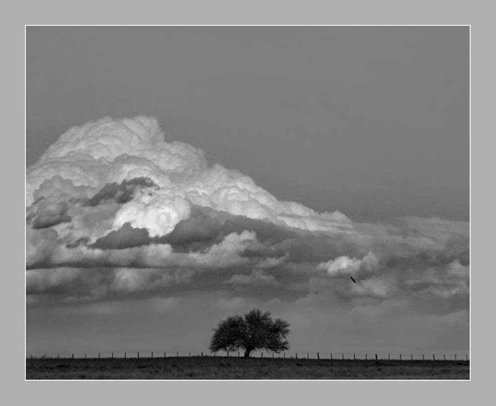 FotoRevista / Convocatoria / Un rbol y una nube de Eli - Elisabet Ferrari