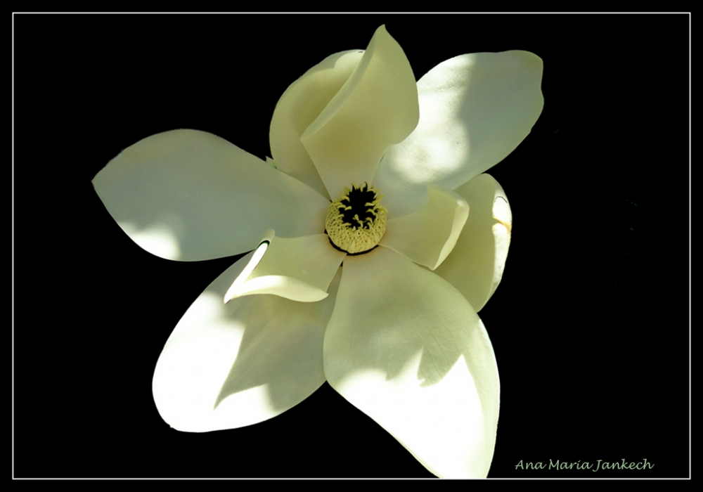 "magnolia" de Ana Maria Jankech