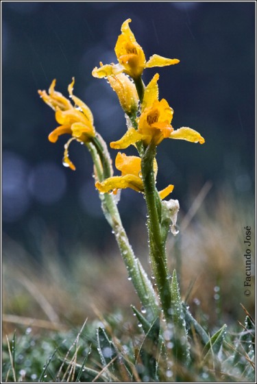 FotoRevista / Convocatoria / Chloraea alpina de Facundo Jose