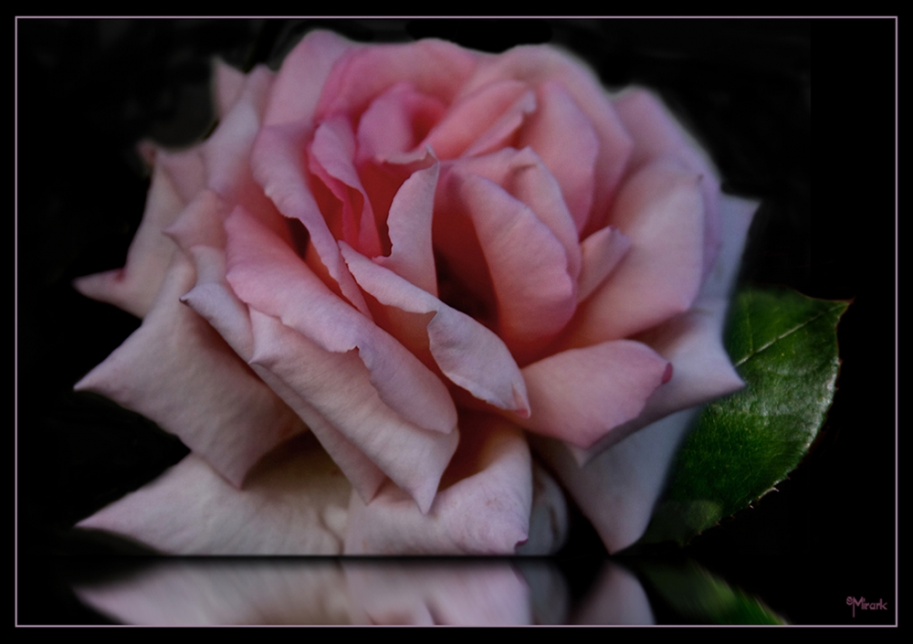 "Rosa rosa" de Mirta Steinberg