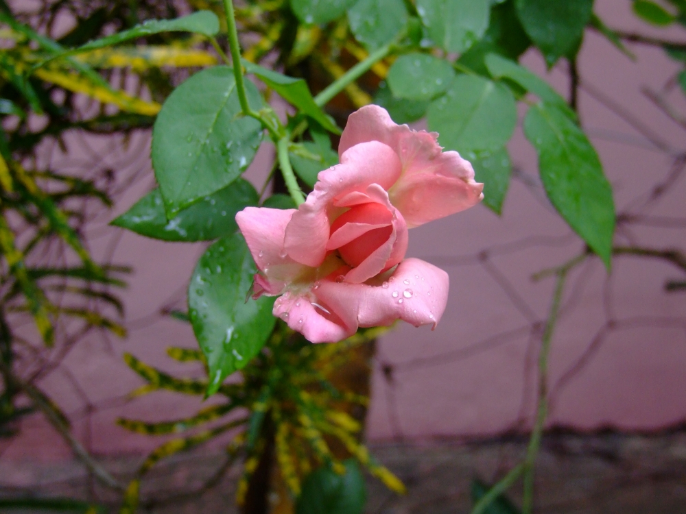 "Rosa de mi Jardin" de Oscar Alonso Vazquez