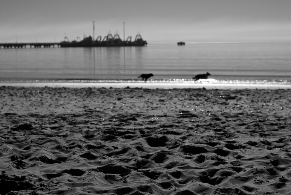 "Perros de playa" de Ricardo Palmadessa