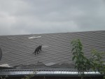 Geometra sobre el tejado