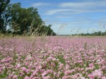 Campo en flor