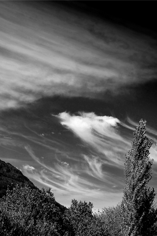 "Las nubes y el lamo" de Carlos Francisco Montalbetti