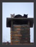 Gatos sobre chimenea caliente