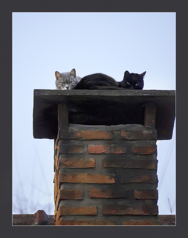 FotoRevista / Convocatoria / Gatos sobre chimenea caliente de Jorge A. Buscaglia