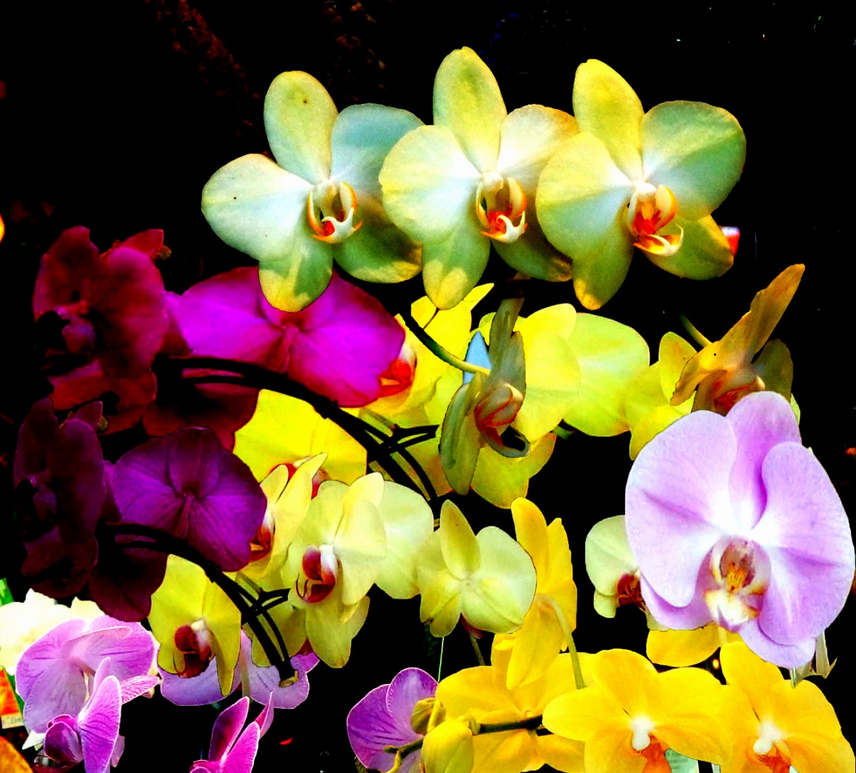 FotoRevista / Convocatoria / florecen los jardines de Ricardo Picco