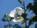 Zángano en la flor blanca