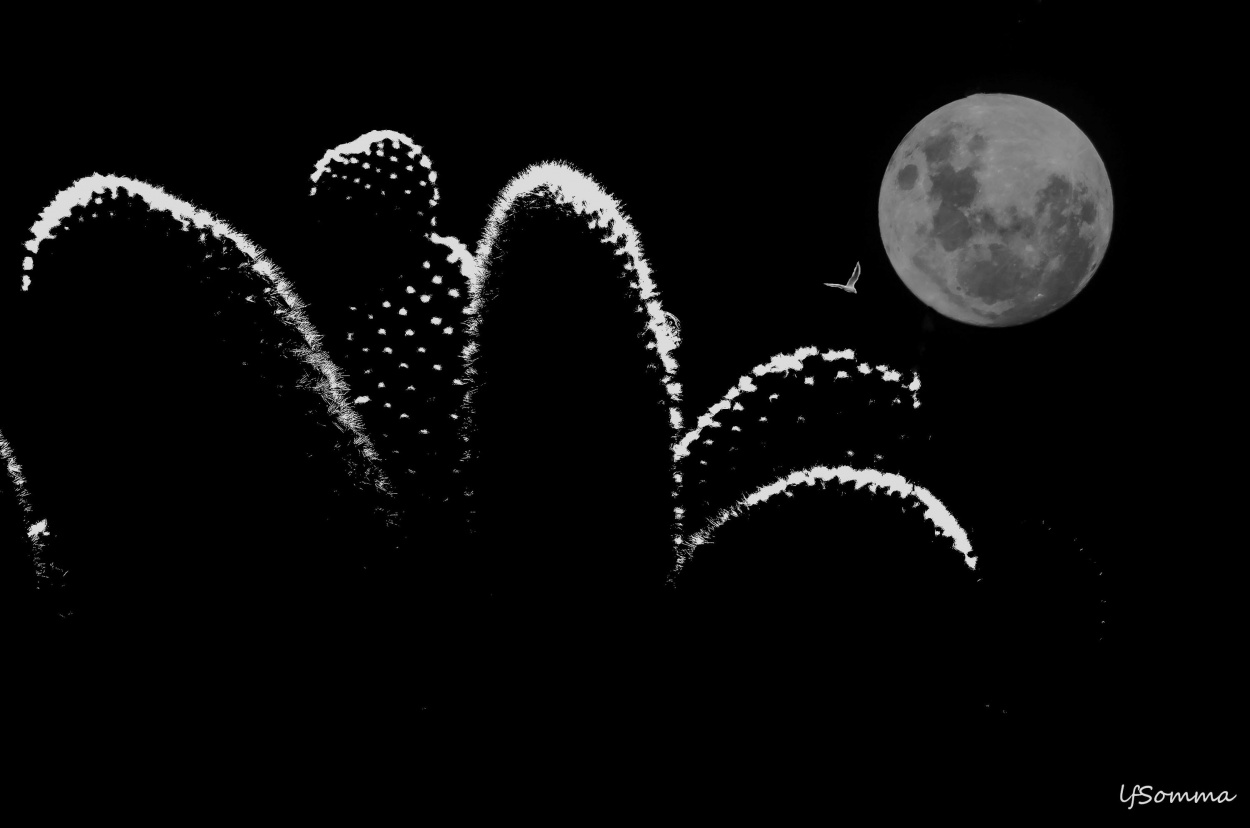 FotoRevista / Convocatoria / Cactus de Luis Fernando Somma (fernando)
