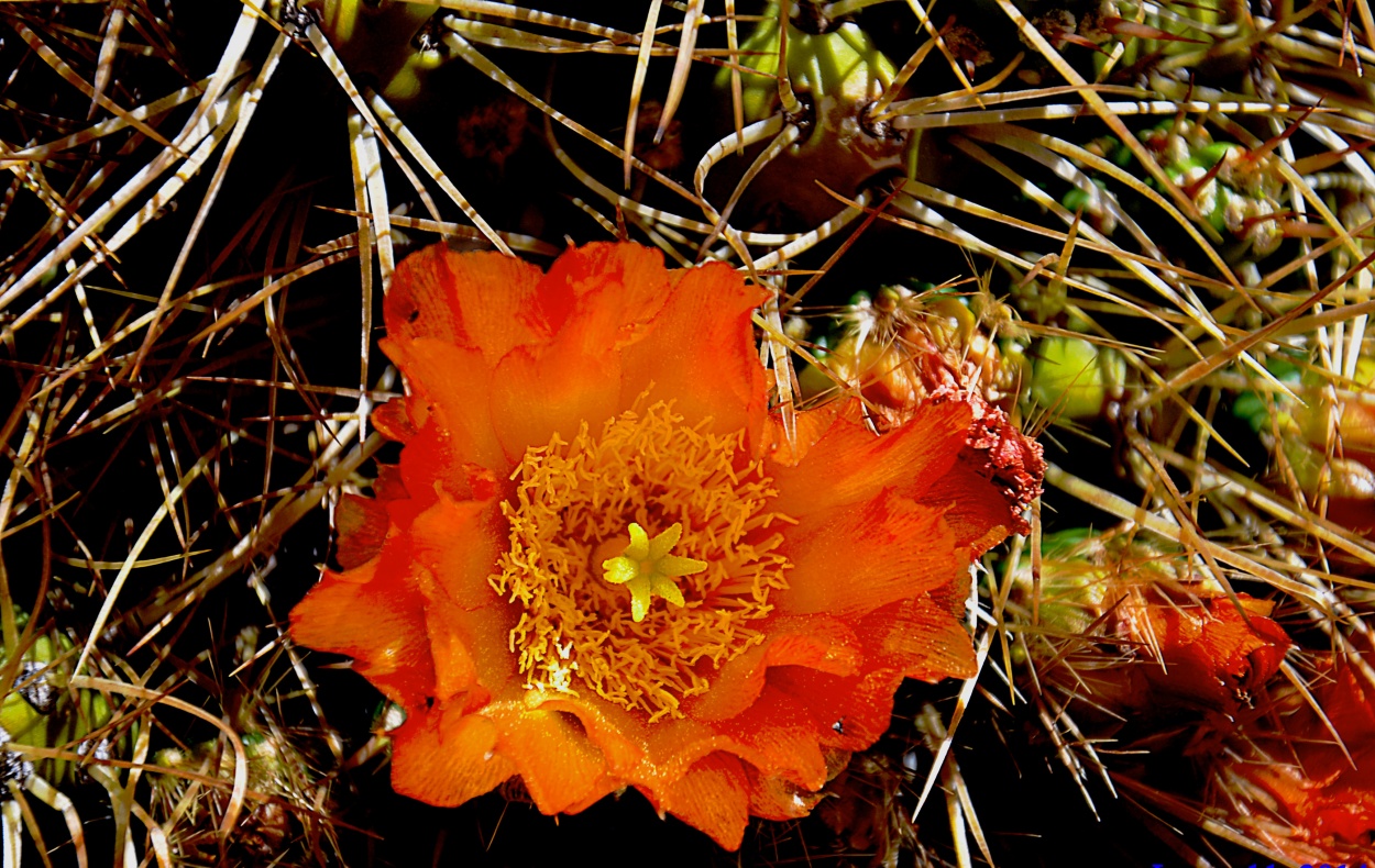 FotoRevista / Convocatoria / Cactus de Jorge Perez