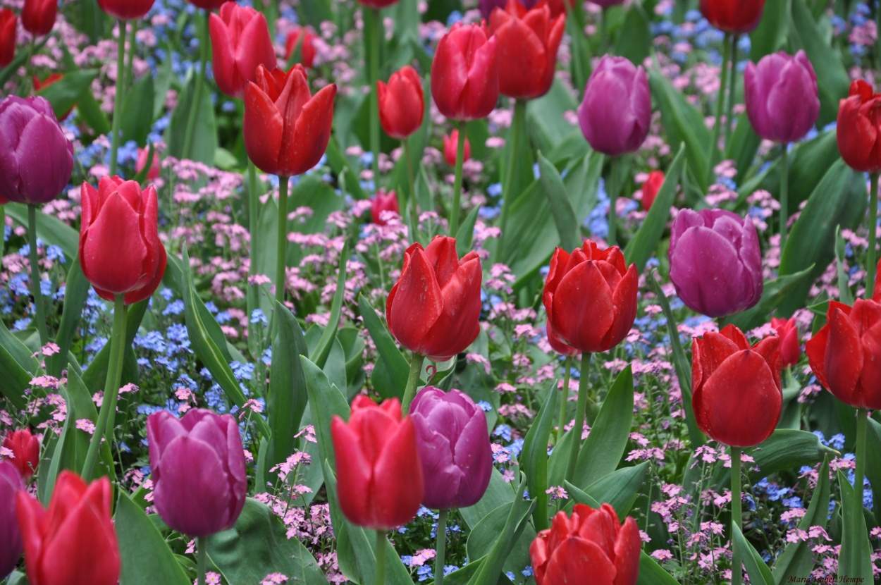 "Tulipanes al sol..." de Maria Isabel Hempe