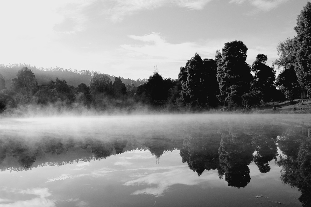 FotoRevista / Convocatoria / Bosque de Niebla1 de Edwin Ral Roa Cediel