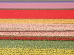 campos de flores en hollande