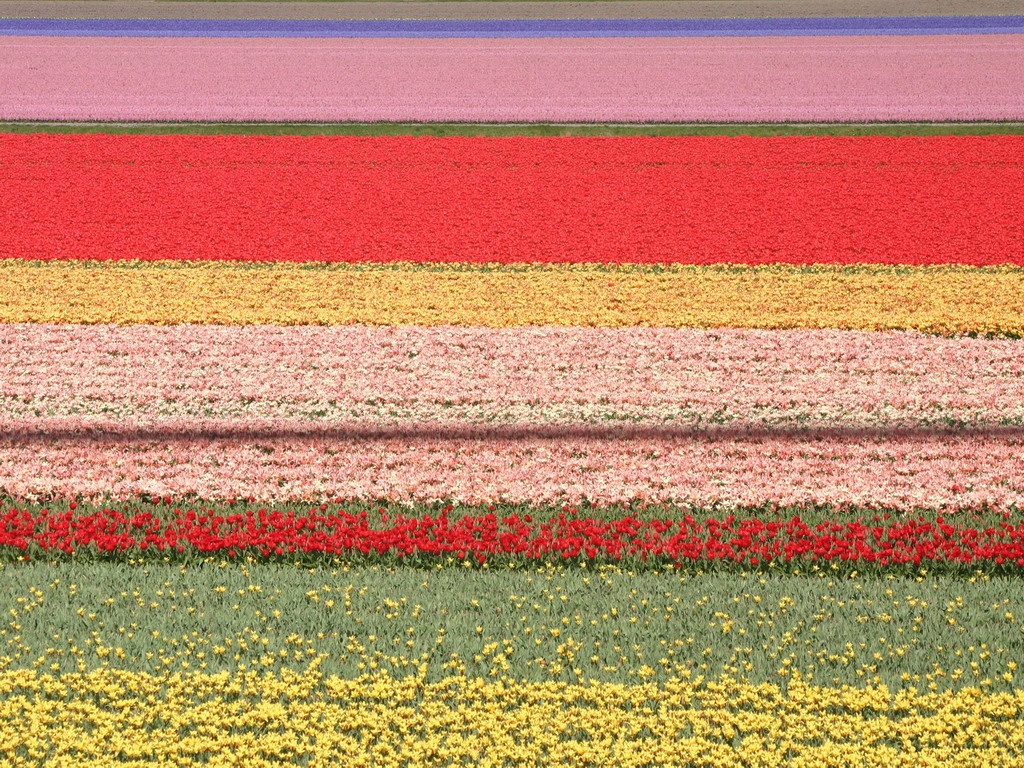 FotoRevista / Convocatoria / campos de flores en hollande de Gigi Sorrentino