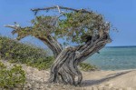 Playa `La Pared` y el Mangle