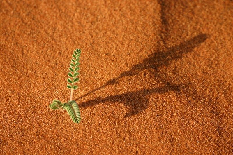 FotoRevista / Convocatoria / planta en el desierto de Gigi Sorrentino