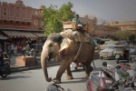 En elefante por las calles de Jaipur