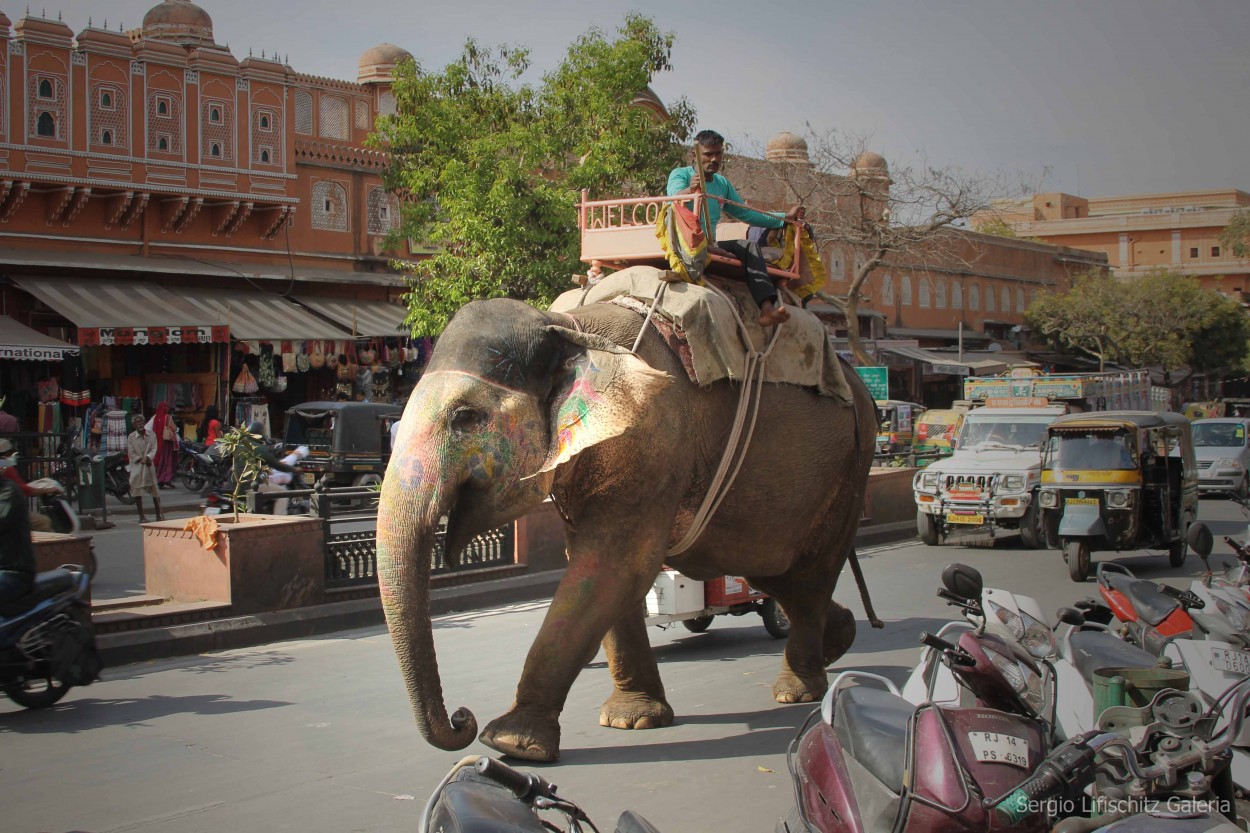 FotoRevista / Convocatoria / En elefante por las calles de Jaipur de Sergio Lifischitz