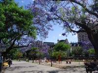 plaza violeta