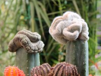 Cactus, cactus en Hunacayo-Junn-Per