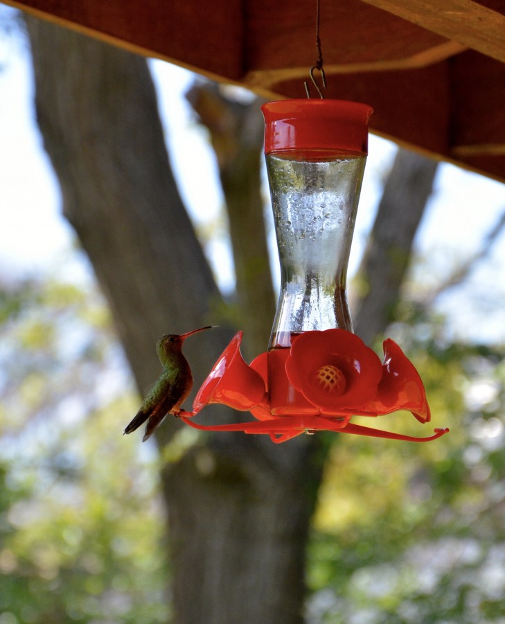 "Este colibr es mo...es cierto..." de Alejandra Jevos