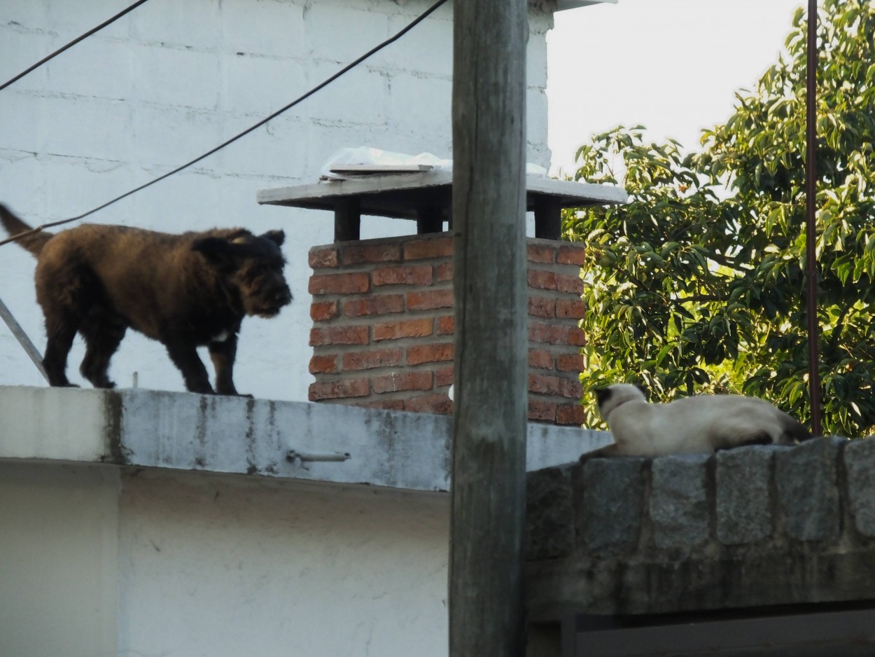 "Mascotas de vecinos: Hay lmites!" de Juan Fco. Fernndez