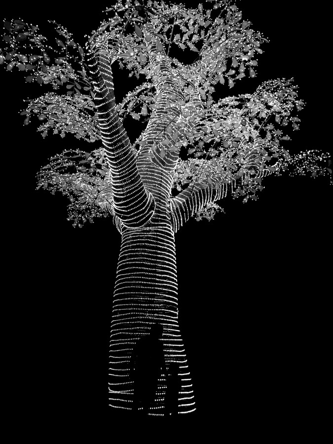 "Tree" de Esmeralda Cita